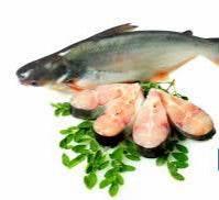 KORAL 800g - AL MODINA