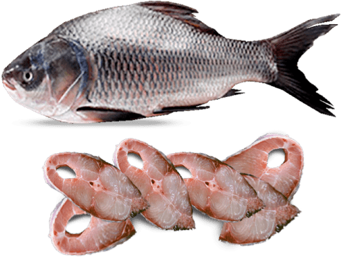 Katla fish whole 3 kg up - AL MODINA