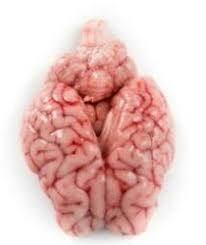 Close-up of a fresh raw animal brain with detailed pinkish folds and textures on white background