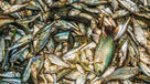 MIXED FISH 250g - AL MODINA