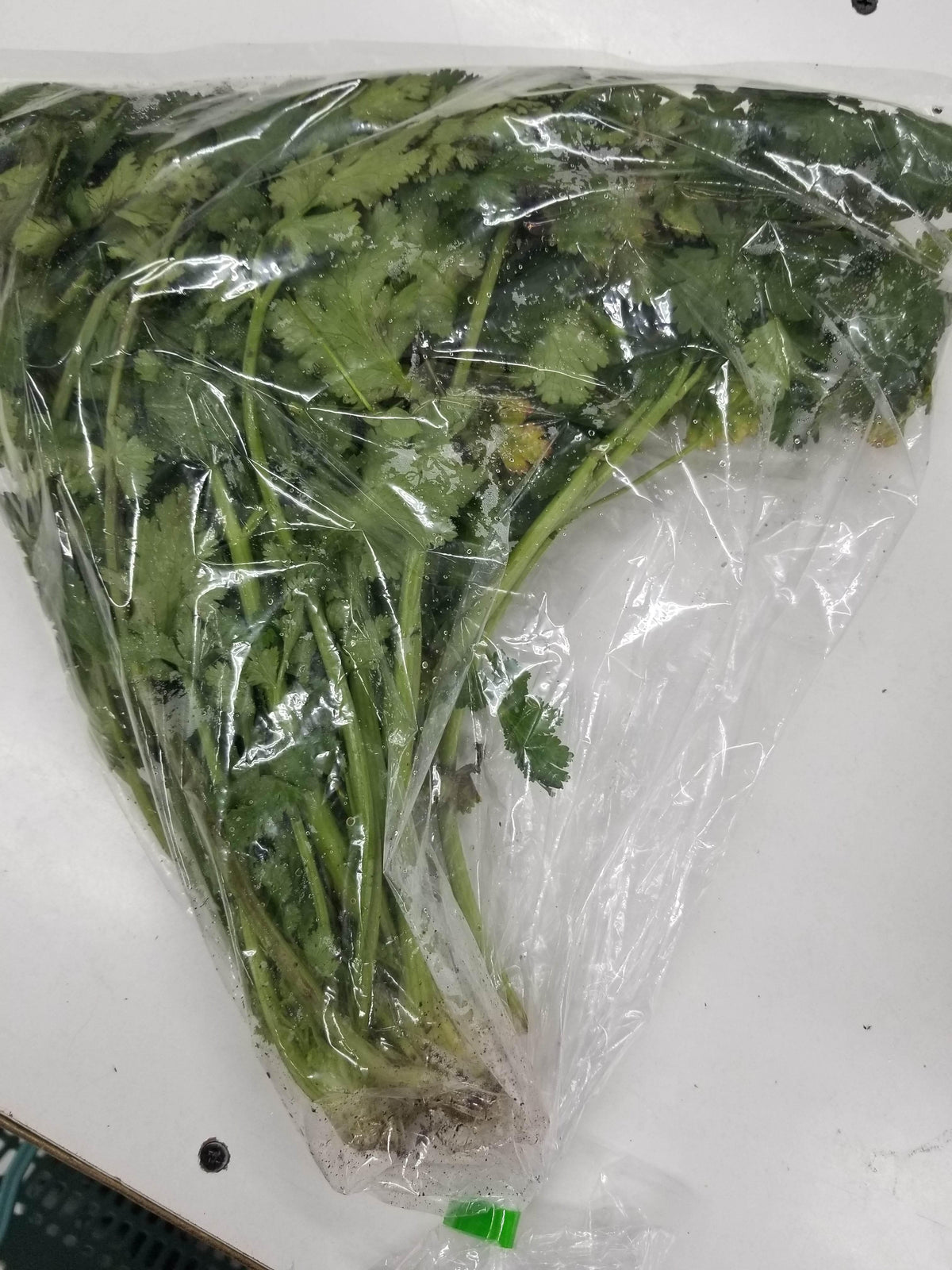 Fresh cilantro bunch with roots in a clear plastic bag on white surface