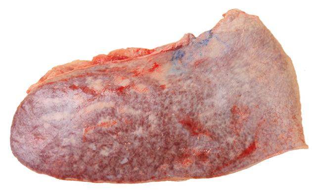 Raw beef spleen piece isolated on white background showing marbled texture and natural coloration