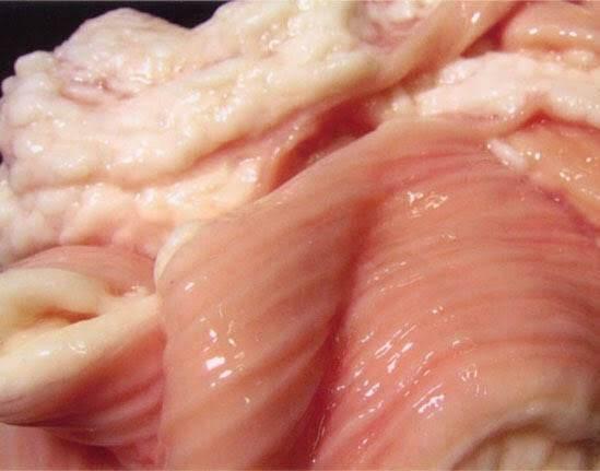 Close-up of raw chicken skin and flesh with glossy texture and pinkish tones