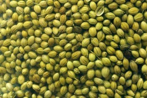 Close-up of a pile of coriander seeds with greenish-brown ridged surfaces