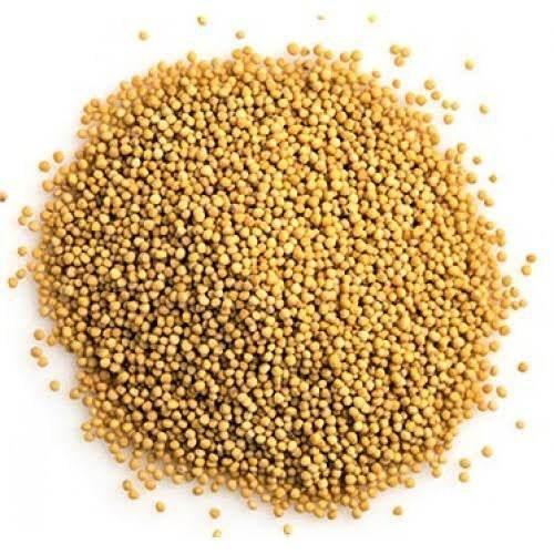 Heap of small yellow mustard seeds on white background