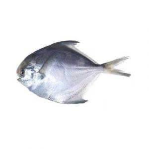 Rupchada Big 800g - AL MODINA