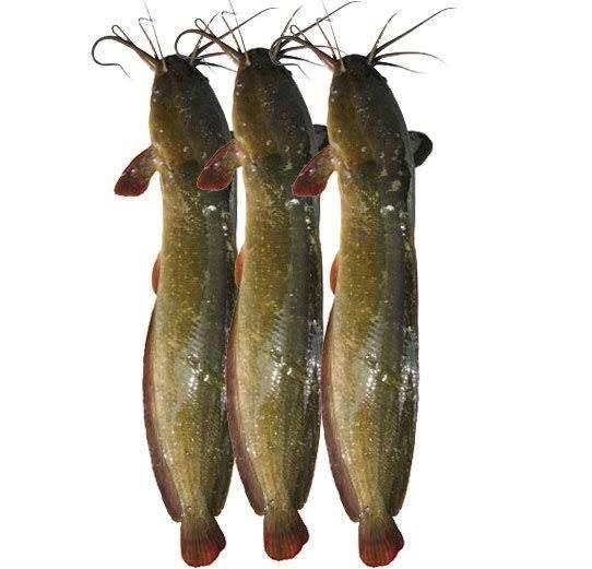 MAGUR FISH whole 500g - AL MODINA