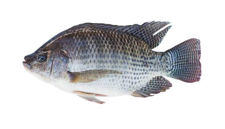 TILAPIA　400～550gm - AL MODINA