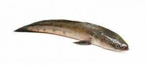 SHOLE FISH cut 500gm - AL MODINA