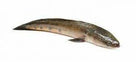 SHOLE FISH cut 500gm - AL MODINA