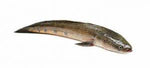 SHOLE FISH WHOLE  400～500gm