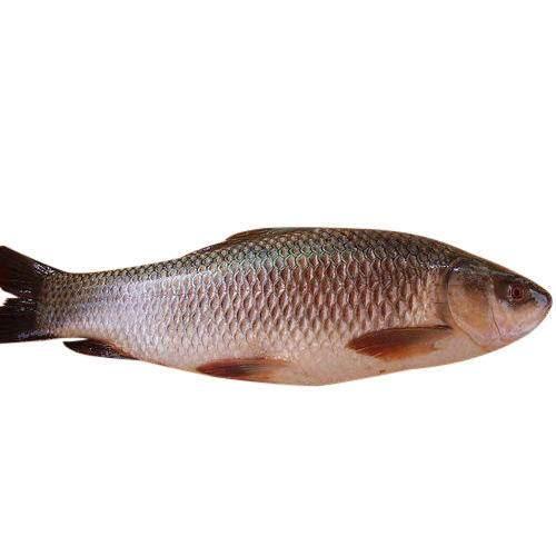 Ruhi whole 3 kg up cut - AL MODINA