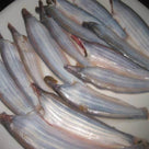 KAJOLI 200gm - AL MODINA