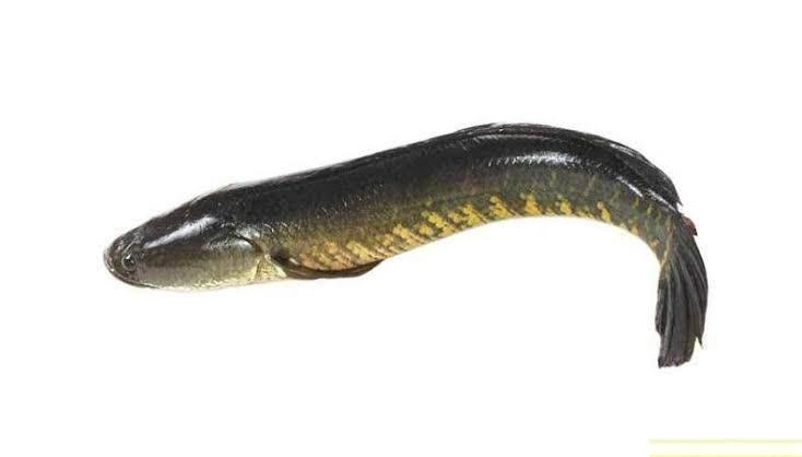 SHOLE cut 500gm - AL MODINA