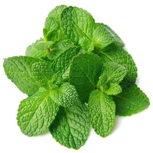 Fresh green mint leaves with textured surface on a white background