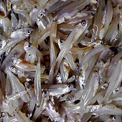 Kaski 250mg - AL MODINA