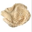 Fresh beige mutton tripe with honeycomb texture isolated on white background